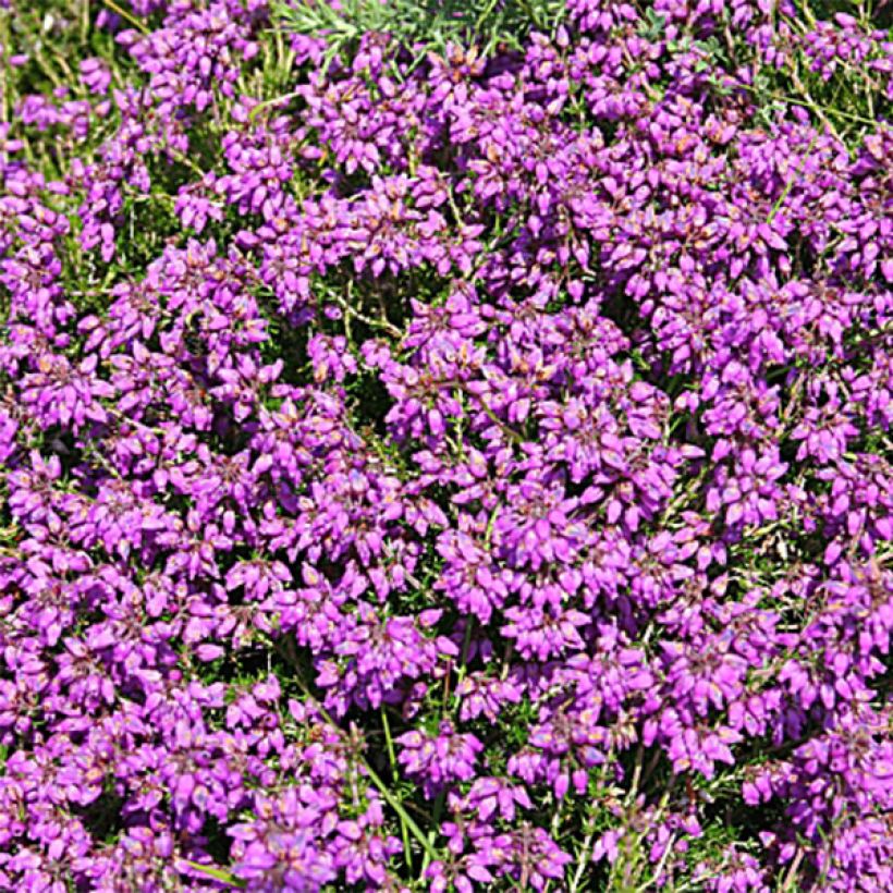 Heathland heather - Erica cinerea C.G Best (Flowering)