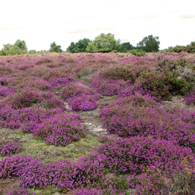 Heathland heather - Erica cinerea C.G Best (Plant habit)