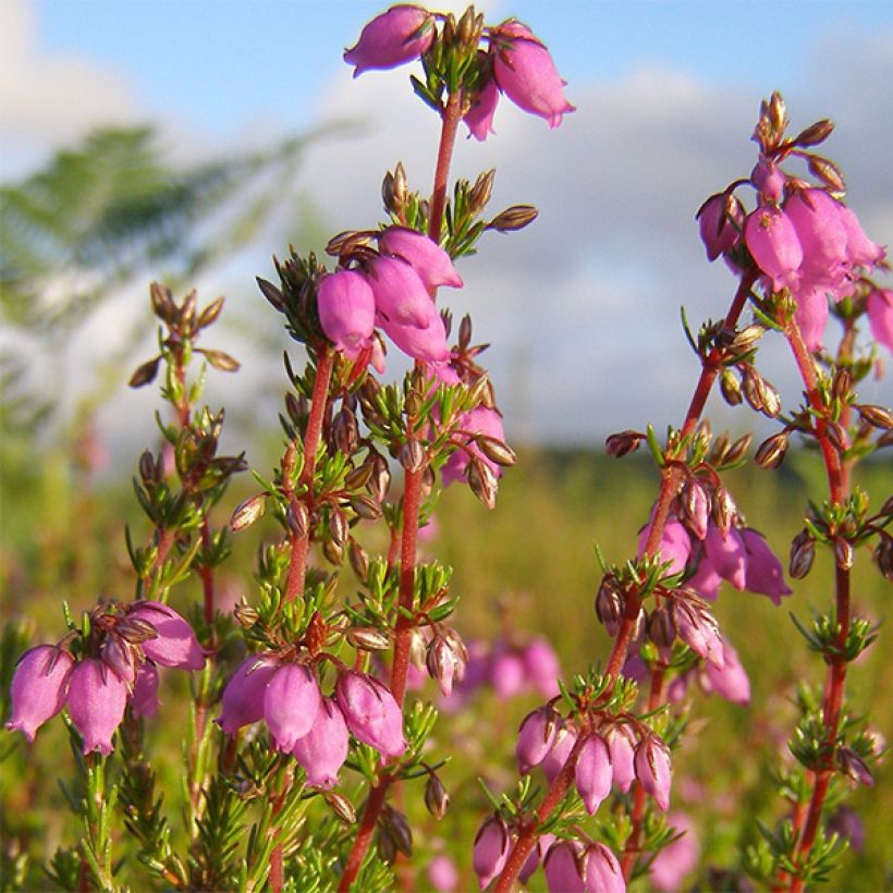 Erica cinerea Rosa Bella - Bell Heather (Flowering)