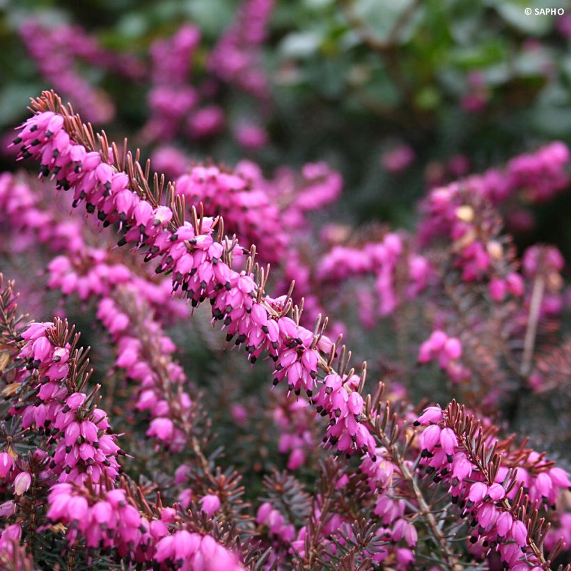 Erica darleyensis Eva Gold - Winter Heath (Flowering)