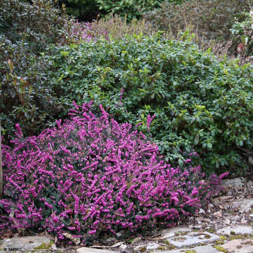 Erica darleyensis Eva Gold - Winter Heath (Plant habit)