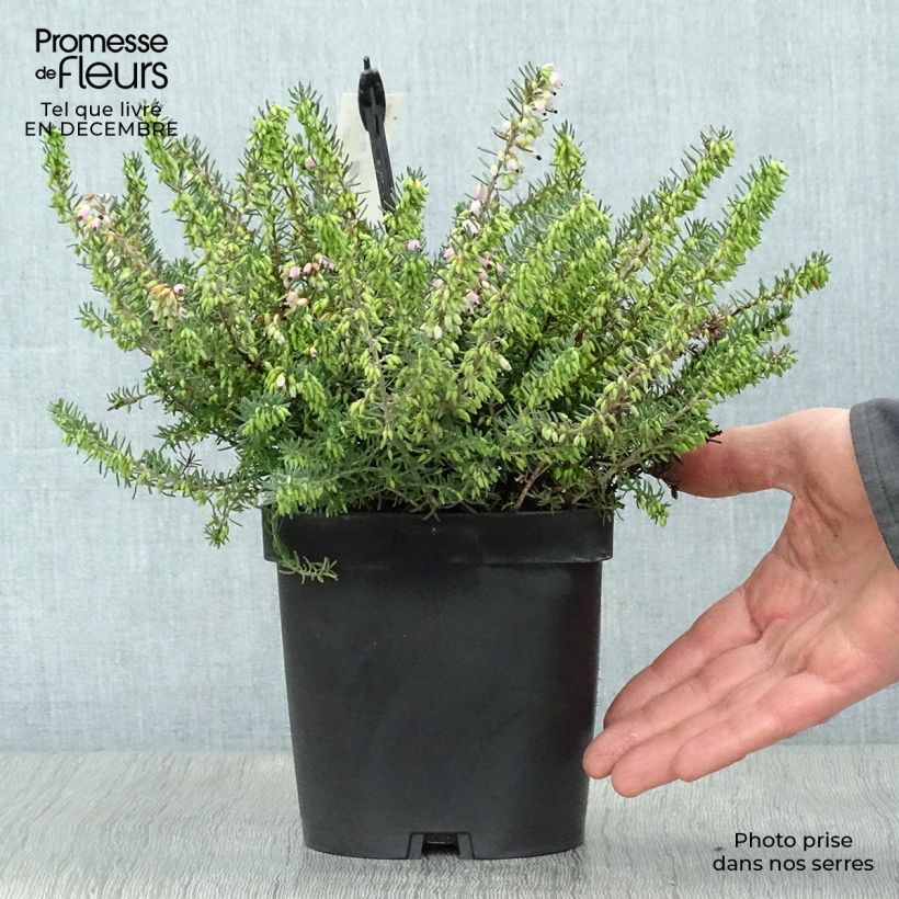 Erica darleyensis Tyann - Winter Heath 2L/3L pot sample as delivered in winter