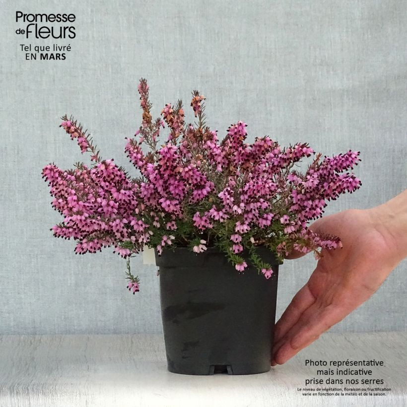 Erica darleyensis Tyann - Winter Heath 2L/3L pot sample as delivered in spring