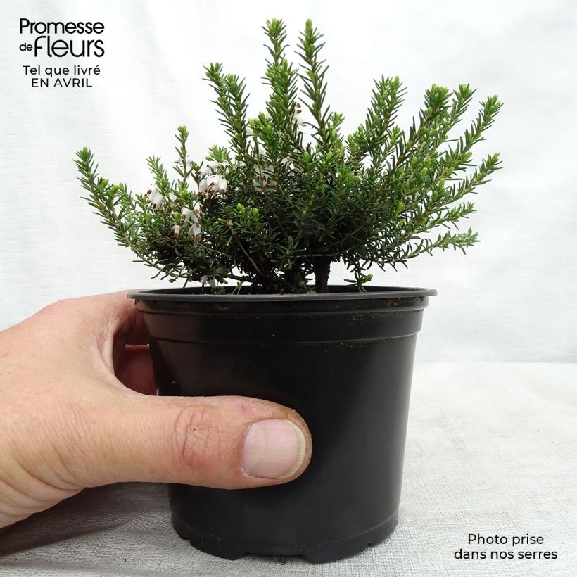 Erica darleyensis White Perfection - Winter Heath sample as delivered in spring