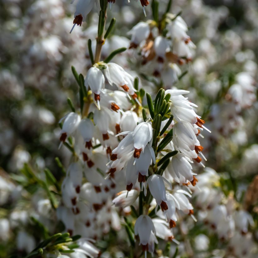 Erica darleyensis White Perfection - Winter Heath (Flowering)