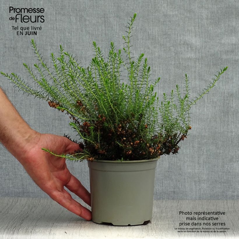 Erica darleyensis White Perfection - Winter Heath 8/9 cm pot sample as delivered in summer