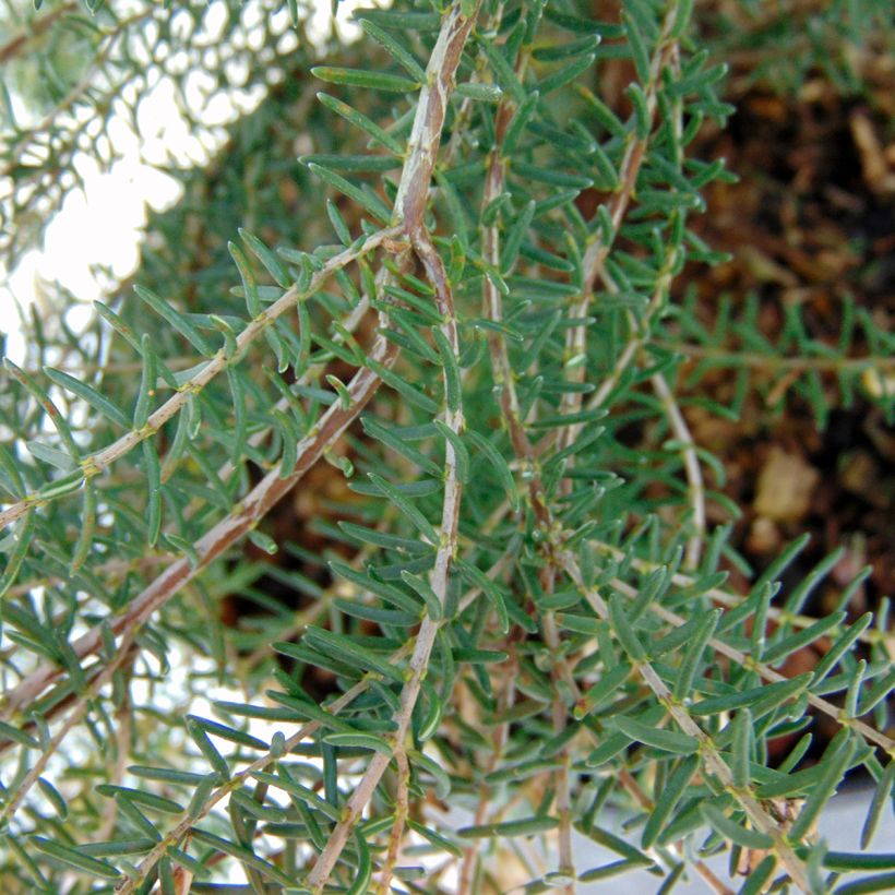 Erica mediterranea - Irish Heath (Foliage)