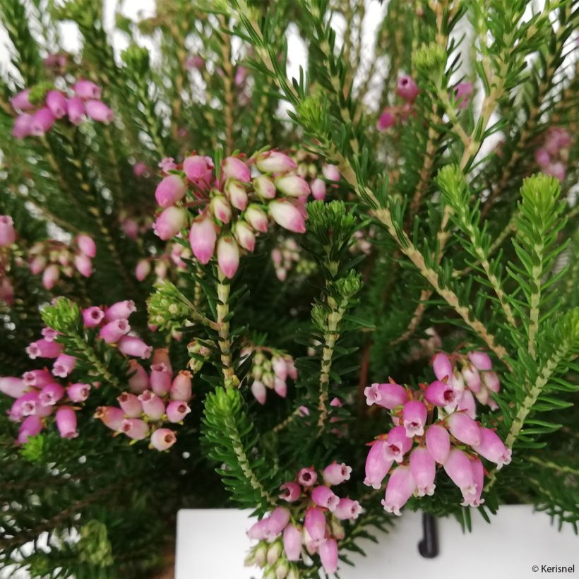 Erica terminalis - Corsican Heath (Flowering)