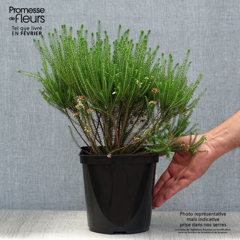 Erica terminalis - Corsican Heath 4L/5L pot sample as delivered in autumn