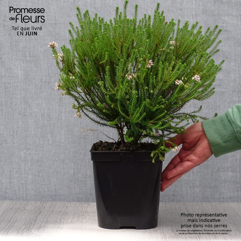 Erica terminalis - Corsican Heath 4L/5L pot sample as delivered in summer