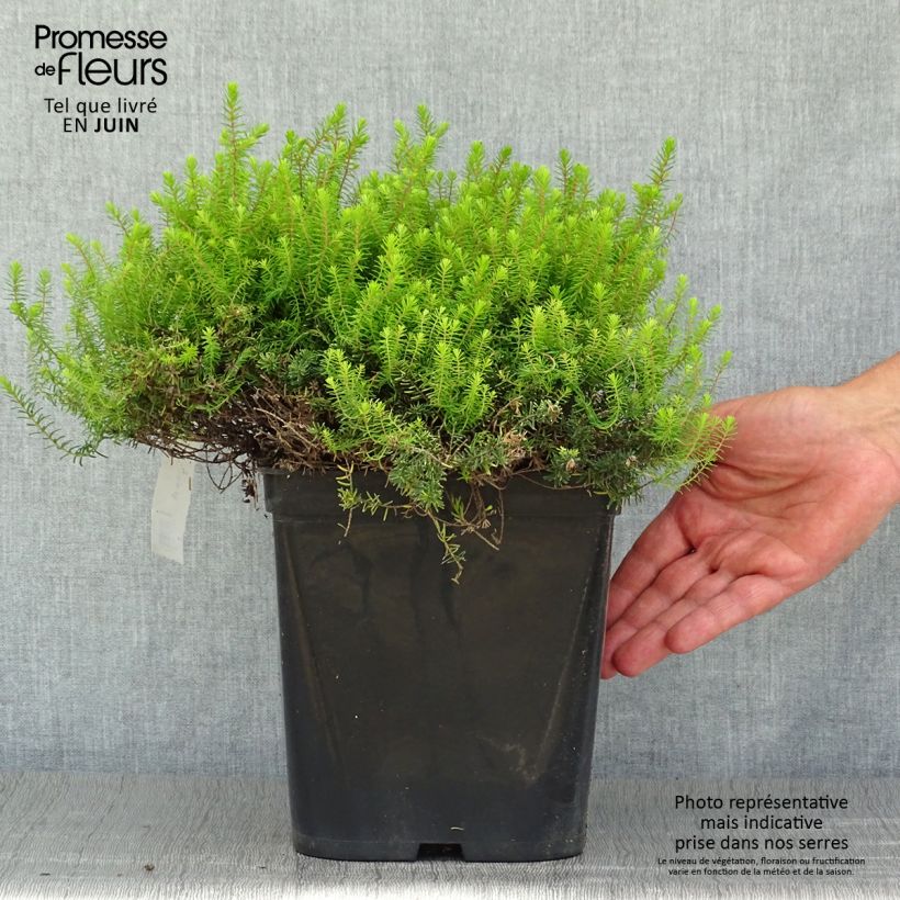 Erica darleyensis Eva Gold - Winter Heath 3L/4L pot sample as delivered in summer
