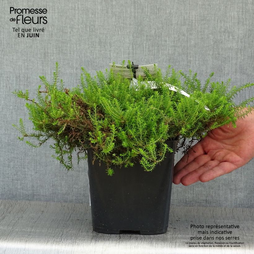 Erica darleyensis Eva Gold - Winter Heath 1.5L/2L pot sample as delivered in summer