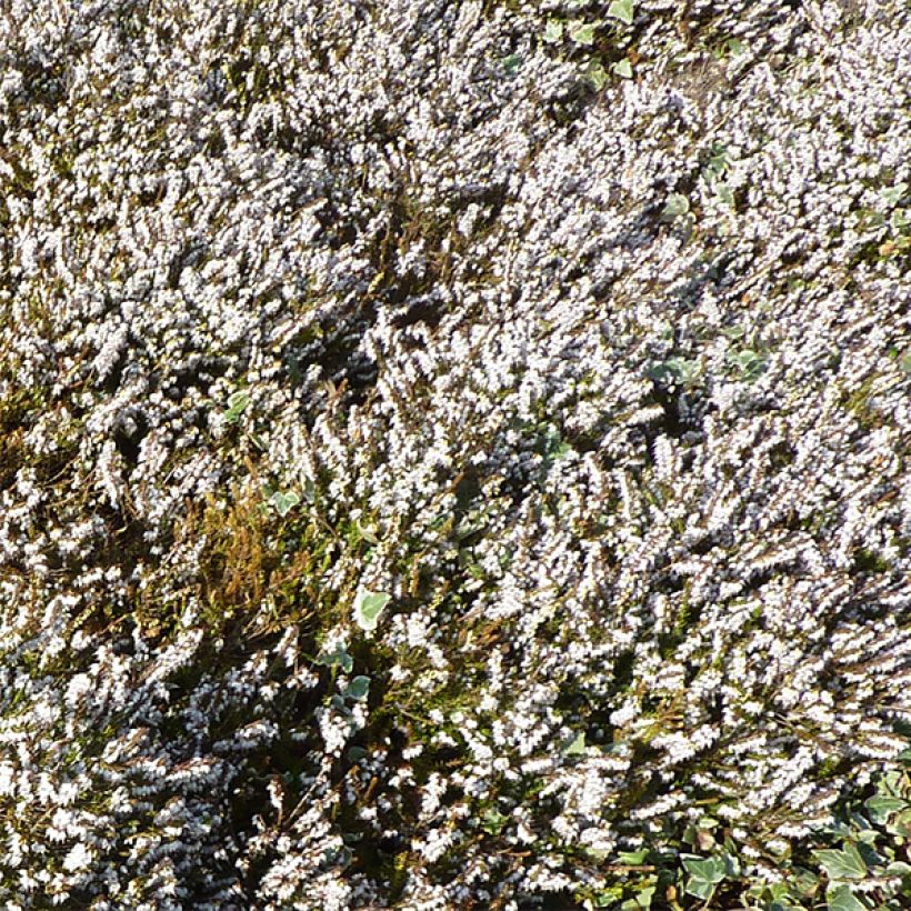 Erica darleyensis f.albiflora Silberschmelze - Winter Heath (Flowering)