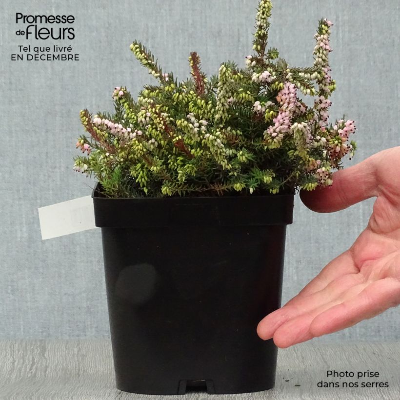 Erica  darleyensis Winter Belles PhoebeWinter Heath 2L/3L pot sample as delivered in winter