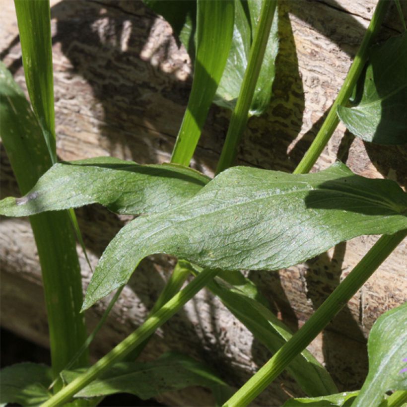 Erigeron speciosus Azure Beauty (Foliage)