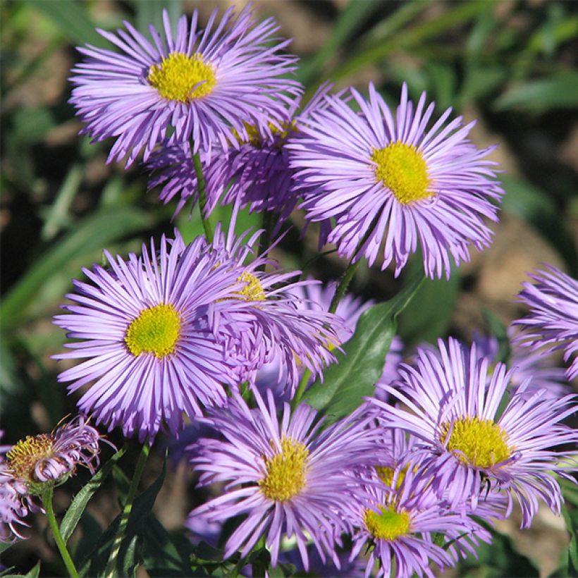 Erigeron speciosus Azure Beauty (Flowering)