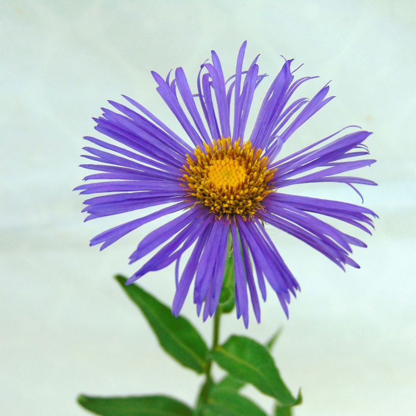 Erigeron Dunkelste Aller (Flowering)