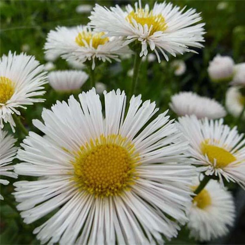 Erigeron Professor Korodi (Flowering)