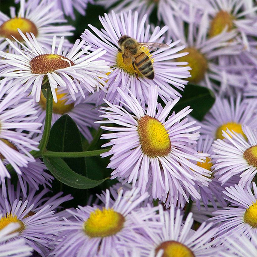 Erigeron Quakeress (Flowering)