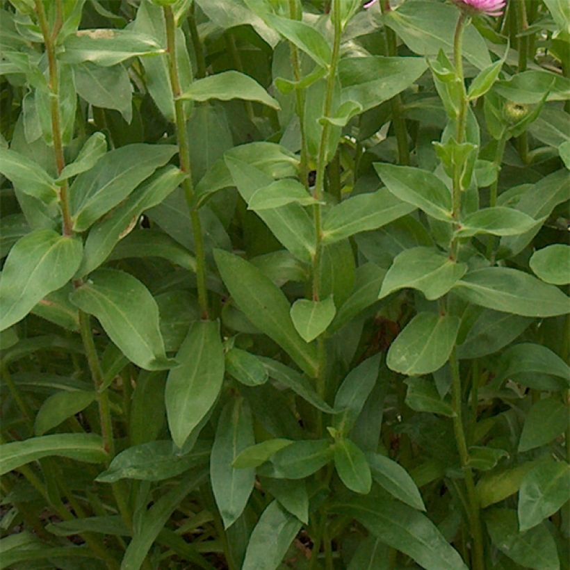 Erigeron speciosus Rosa Jewel (Foliage)