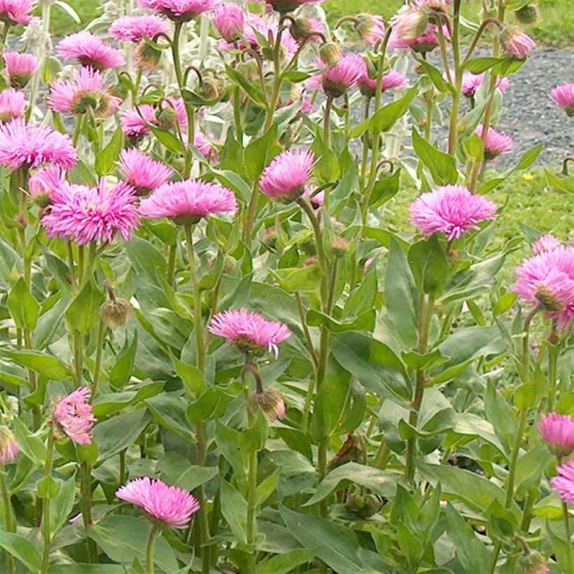 Erigeron speciosus Rosa Jewel (Flowering)