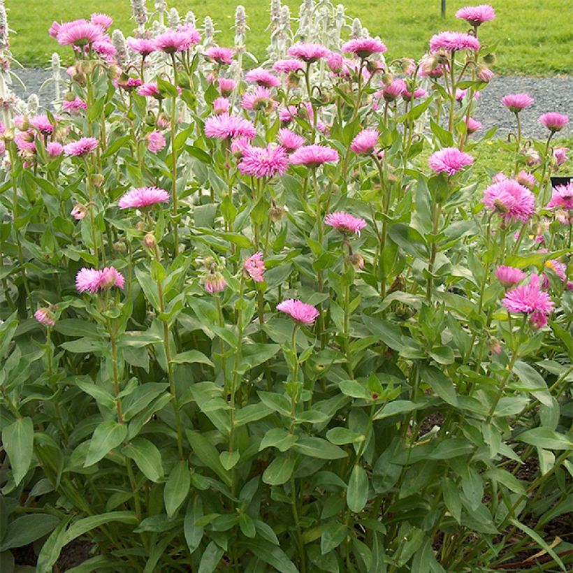 Erigeron speciosus Rosa Jewel (Plant habit)