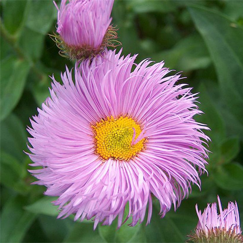 Erigeron Rosa Triumph (Flowering)