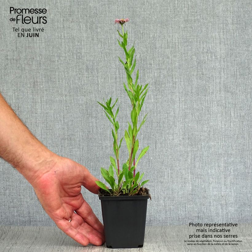 Erigeron Rosa Triumph 8/9 cm pot sample as delivered in summer