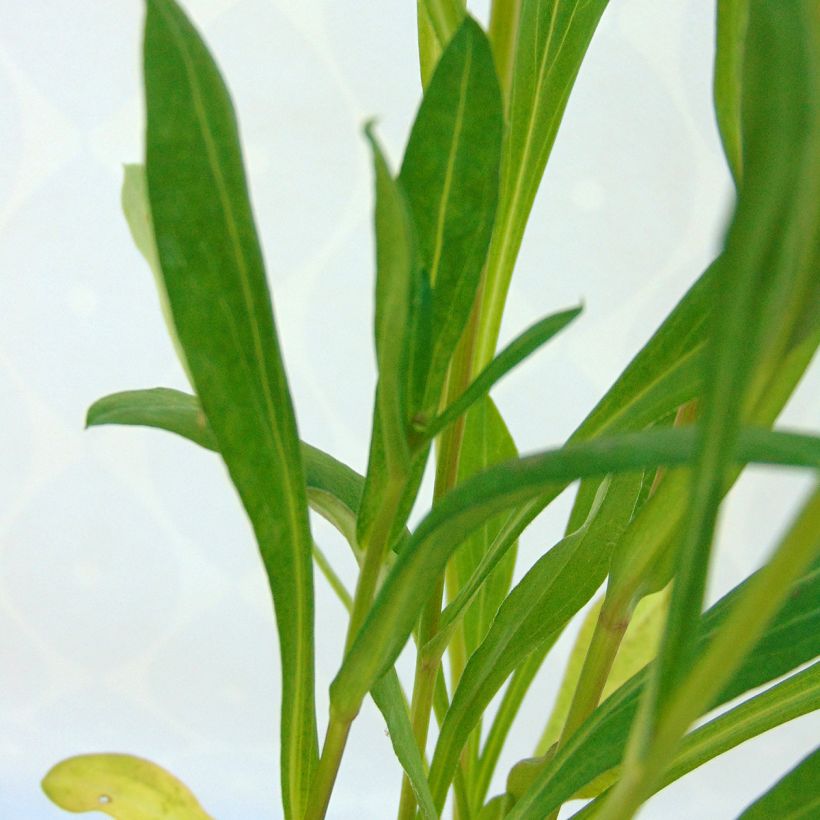 Erigeron speciosus Sommerneuschnee (Foliage)