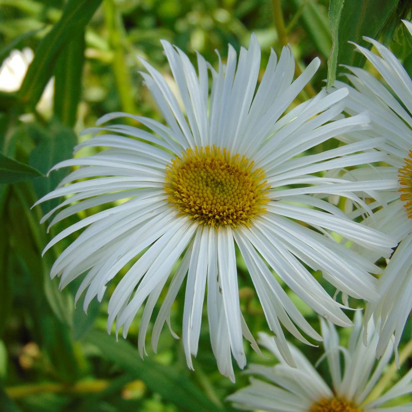 Erigeron speciosus Sommerneuschnee (Flowering)