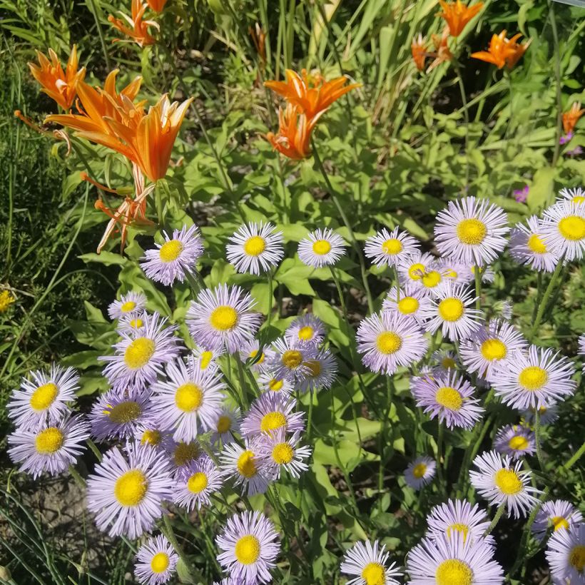 Erigeron speciosus Sommerneuschnee (Plant habit)