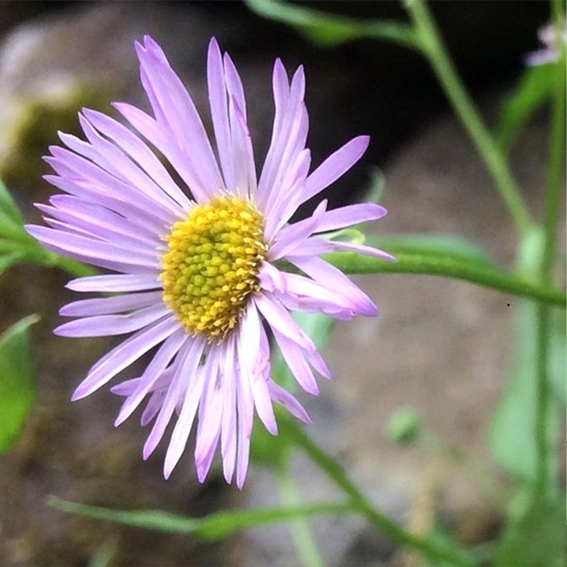 Erigeron karvinskianus Lavender Lady (Flowering)