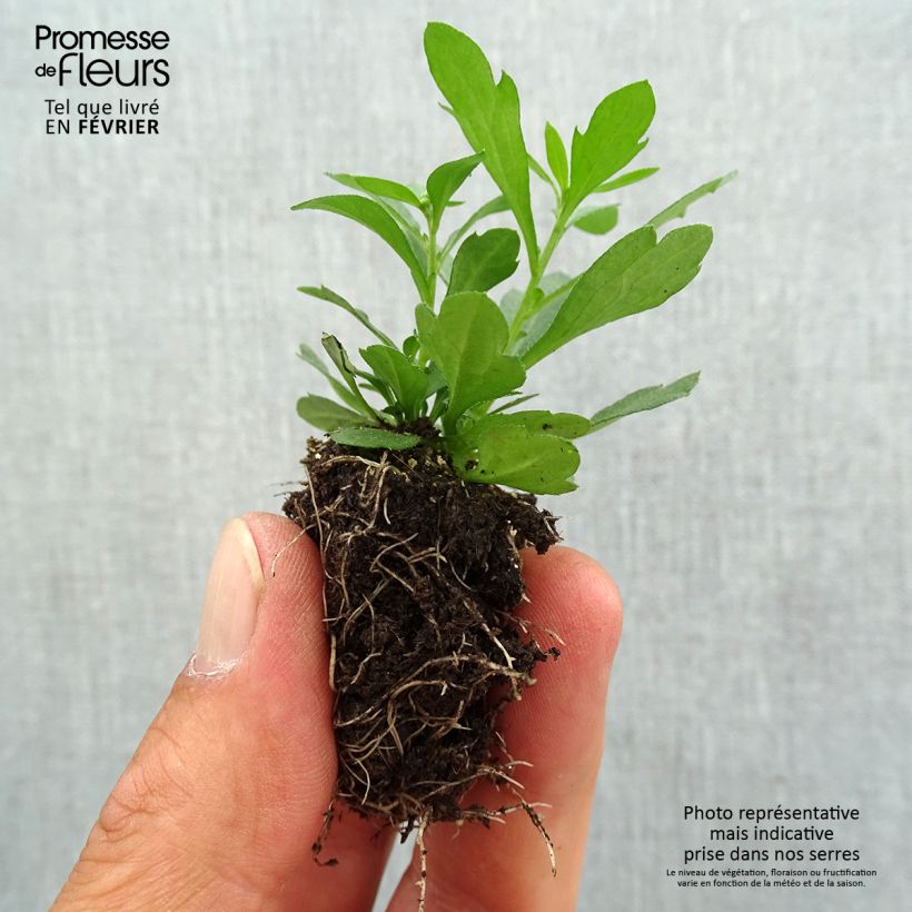 Erigeron karvinskianus Plug plant 3/4cm sample as delivered in autumn