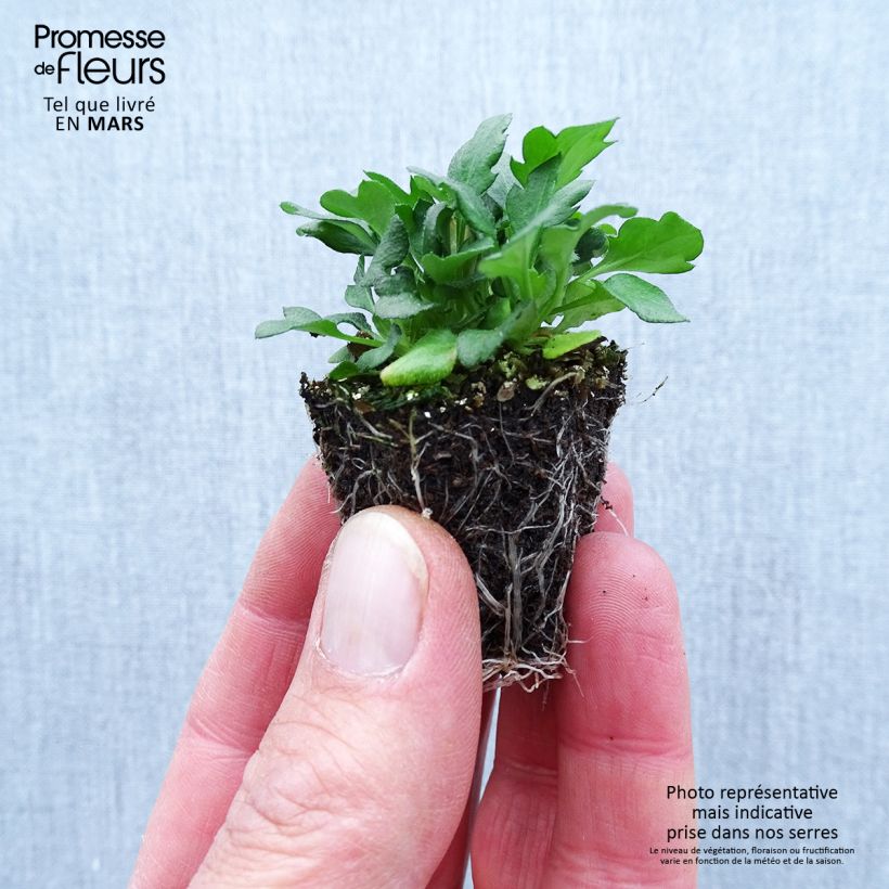 Erigeron karvinskianus Plug plants 3.8 x 3.2cm - Tray of 16 sample as delivered in spring
