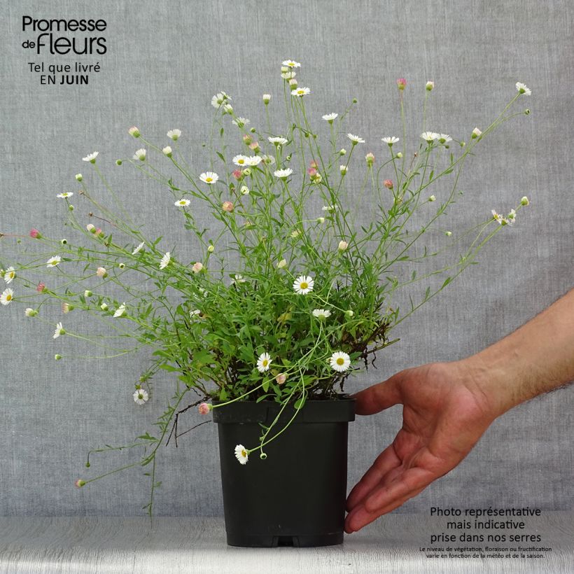 Erigeron karvinskianus 2L/3L pot sample as delivered in summer