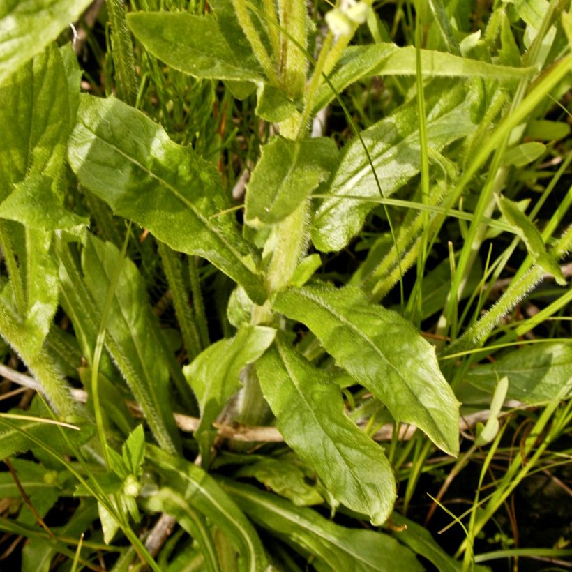 Erigeron philadelphicus (Foliage)