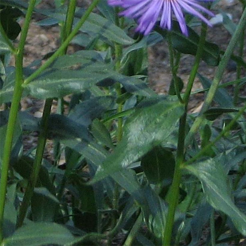 Erigeron speciosus Grandiflorus (Foliage)