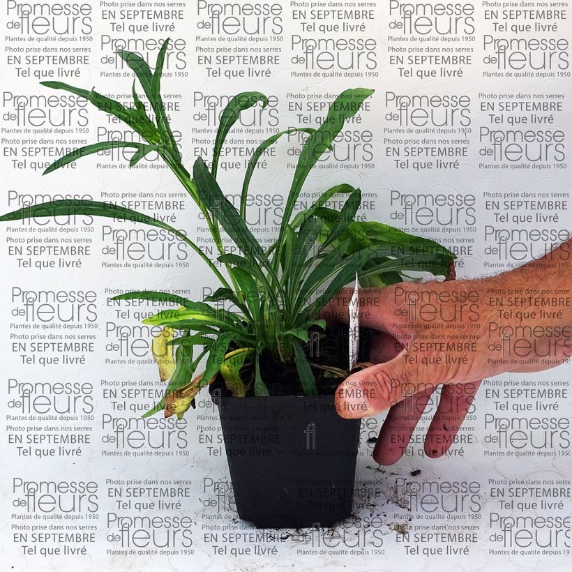 Example of Erigeron speciosus Grandiflorus 8/9 cm pot specimen as delivered