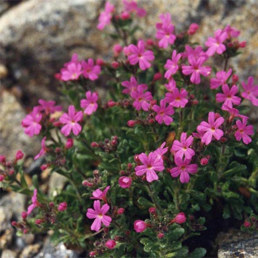 Erinus alpinus Hähnle (Plant habit)