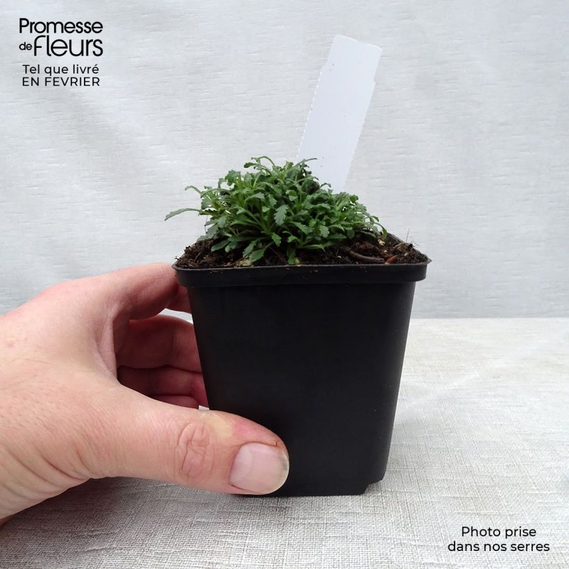 Erinus alpinus Hähnle 8/9 cm pot sample as delivered in winter
