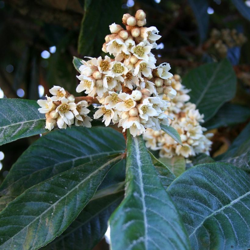 Eriobotrya japonica (Flowering)