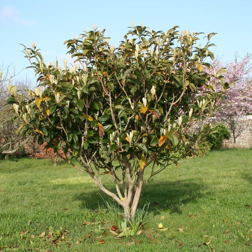 Eriobotrya japonica (Plant habit)