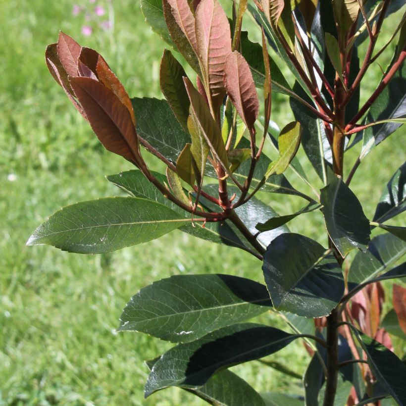 Rhaphiobotrya Coppertone - Hybrid loquat (Foliage)