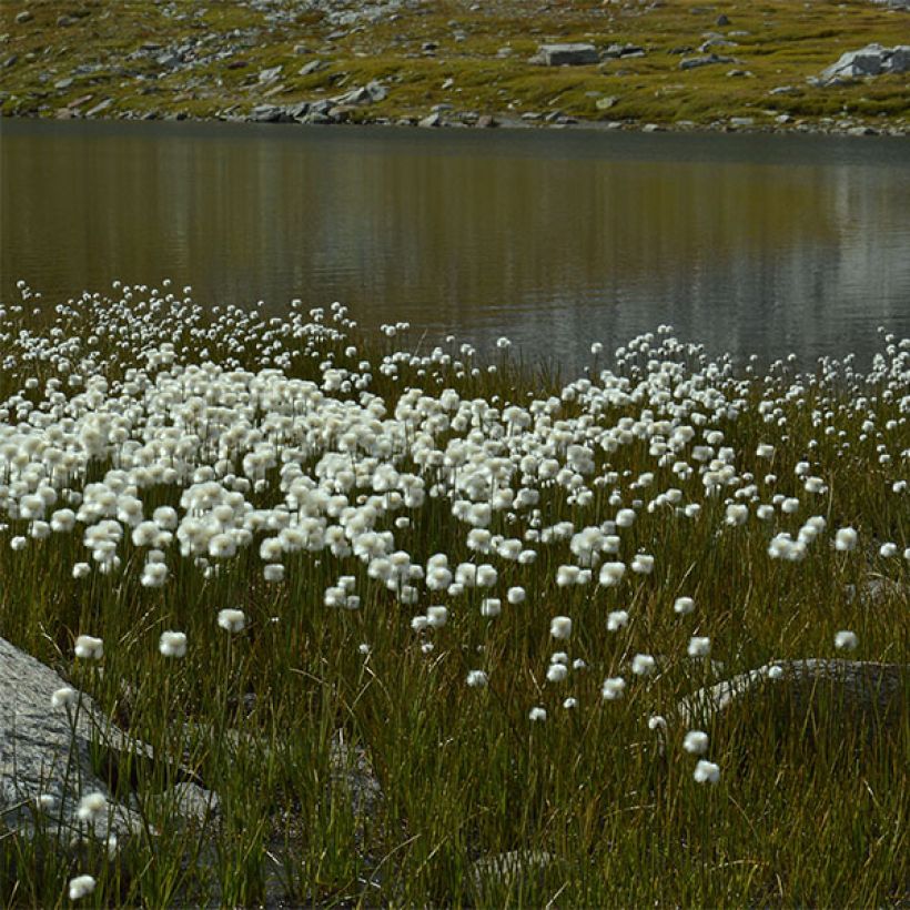 Eriophoron angustifolium (Plant habit)