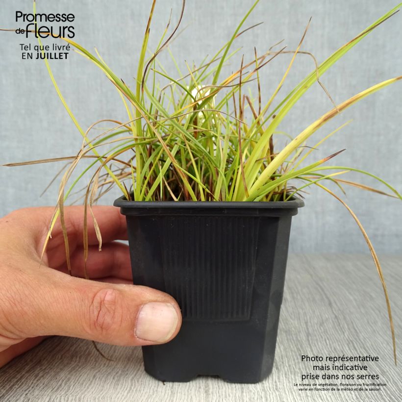 Eriophoron angustifolium 8/9 cm pot sample as delivered in summer