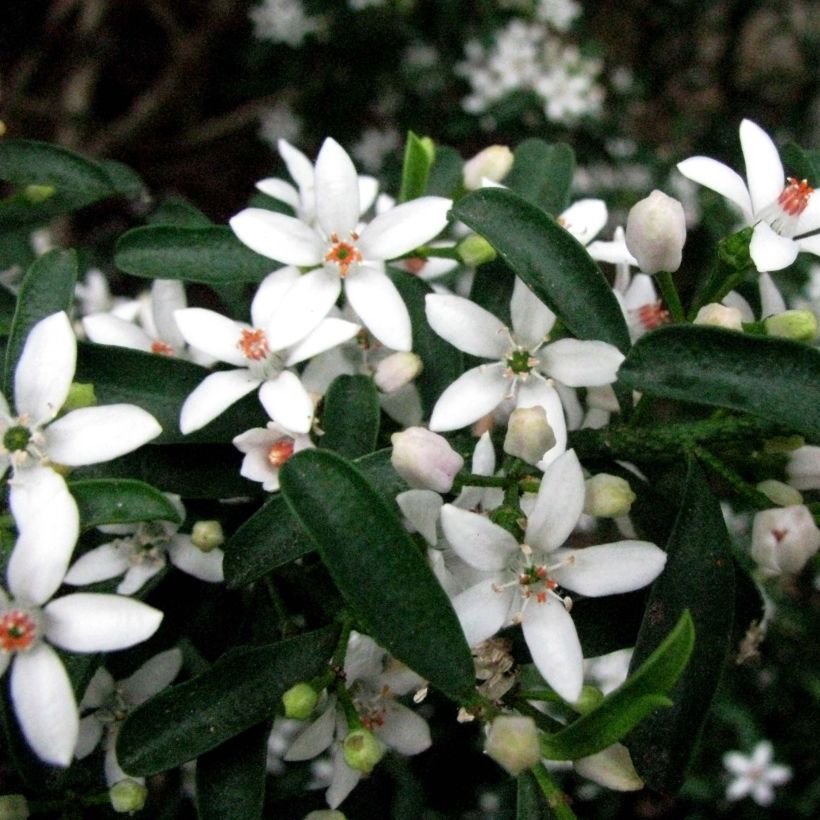 Eriostemon myoporoides (Flowering)