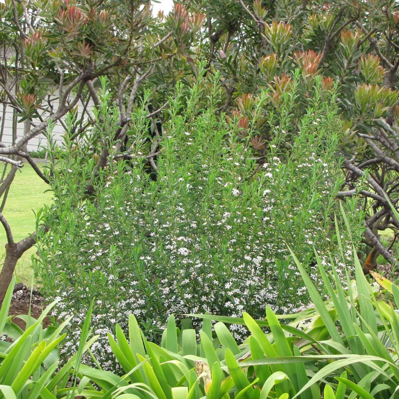 Eriostemon myoporoides (Plant habit)