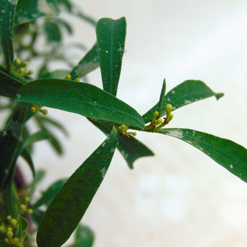 Eriostemon myoporoides (Foliage)