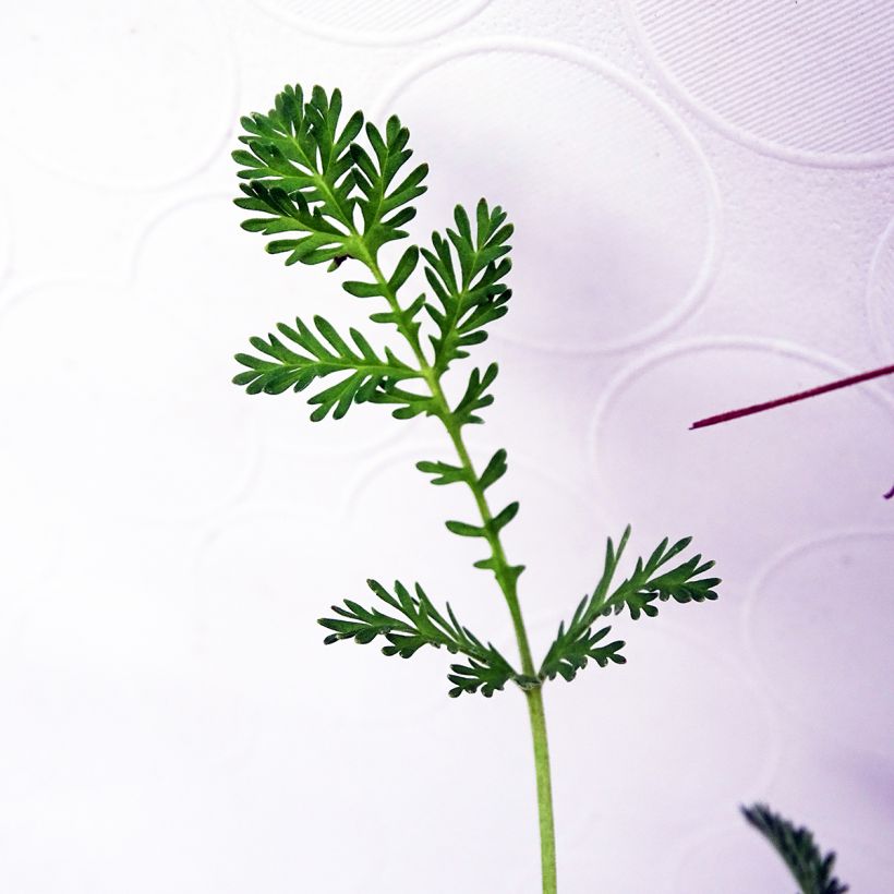 Erodium Stephanie - Storksbill (Foliage)