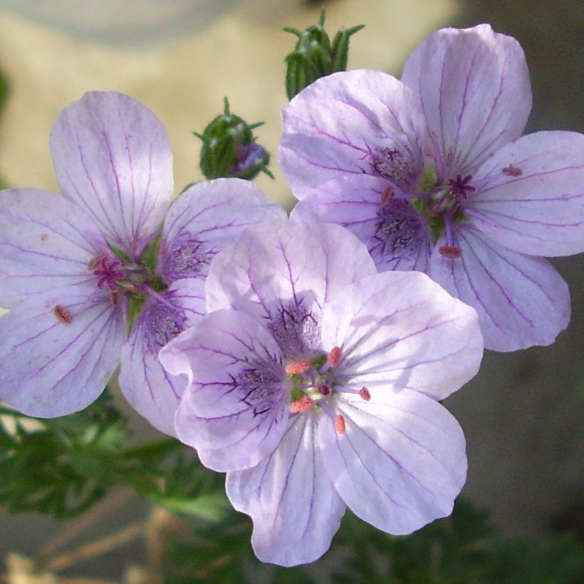 Erodium Stephanie - Storksbill (Flowering)